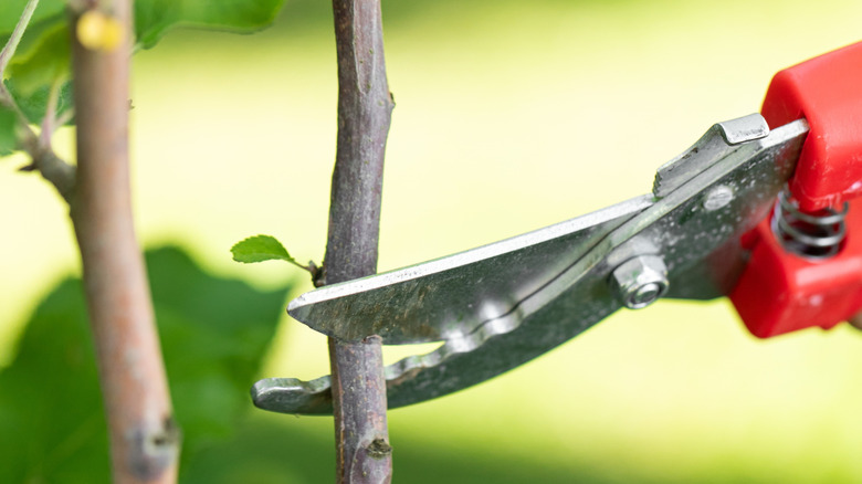Close-up view of pruning shears