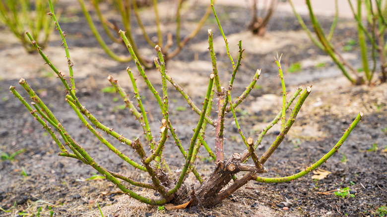 Rose bush pruned short and bare