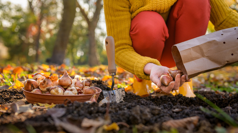 Person planting tulip bulbs in the fall