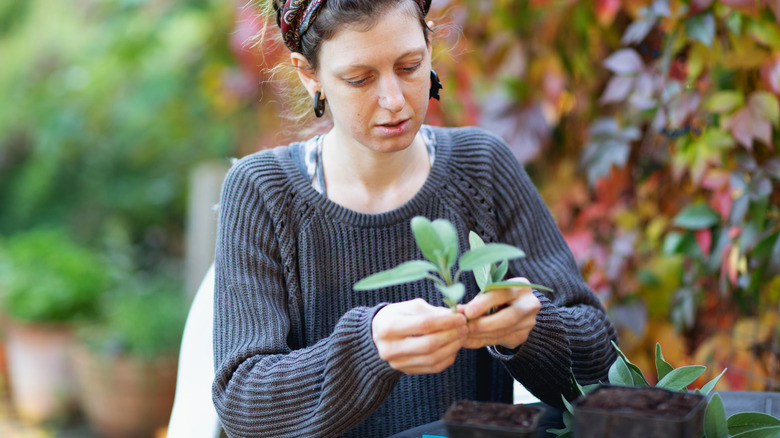 woman propagates sage (salvia) outside on a cool fall day