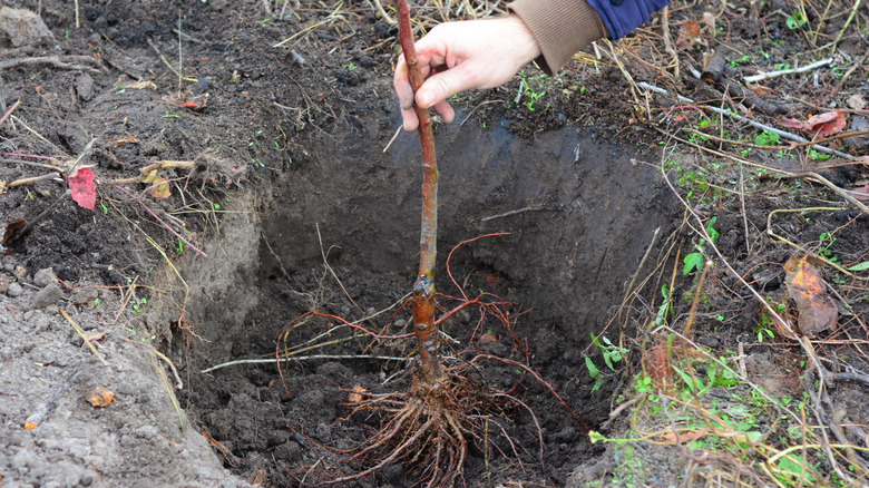 Gardener planting a fruit tree in the fall