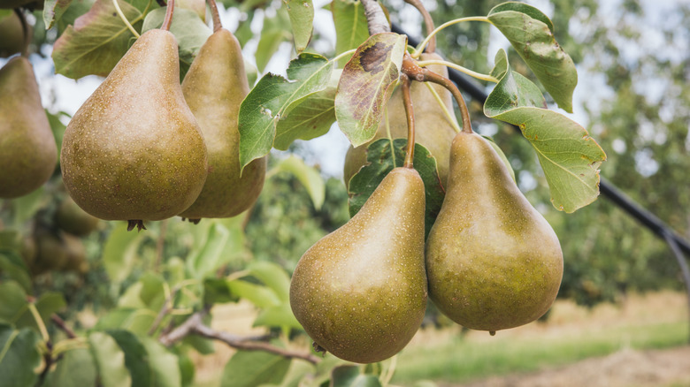 Golden pears growing on pear tree