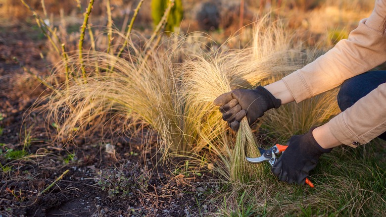 cutting back ornamental grass