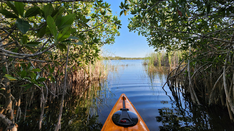 Kayak in Everglades stream