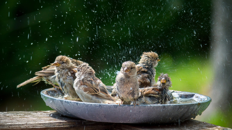 Group of sparrows splashing in a bath