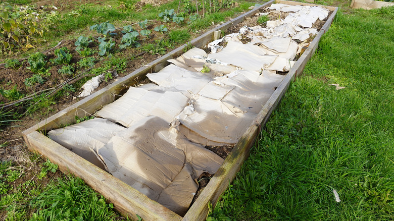 Cardboard layer in raised garden bed