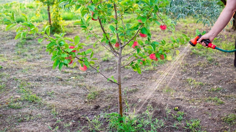 a gardener waters a young apple tree