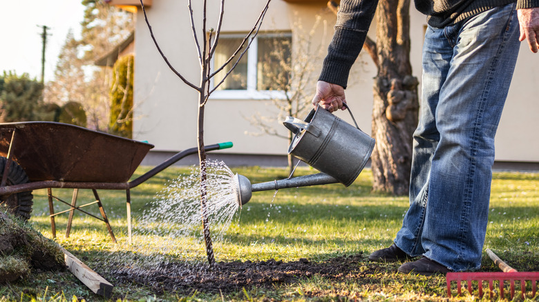 an old man waters a young apple tree in his yard