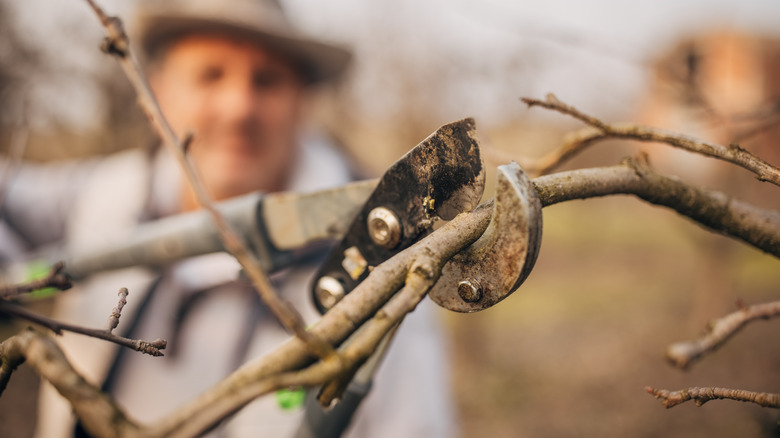 Person pruning apple tree