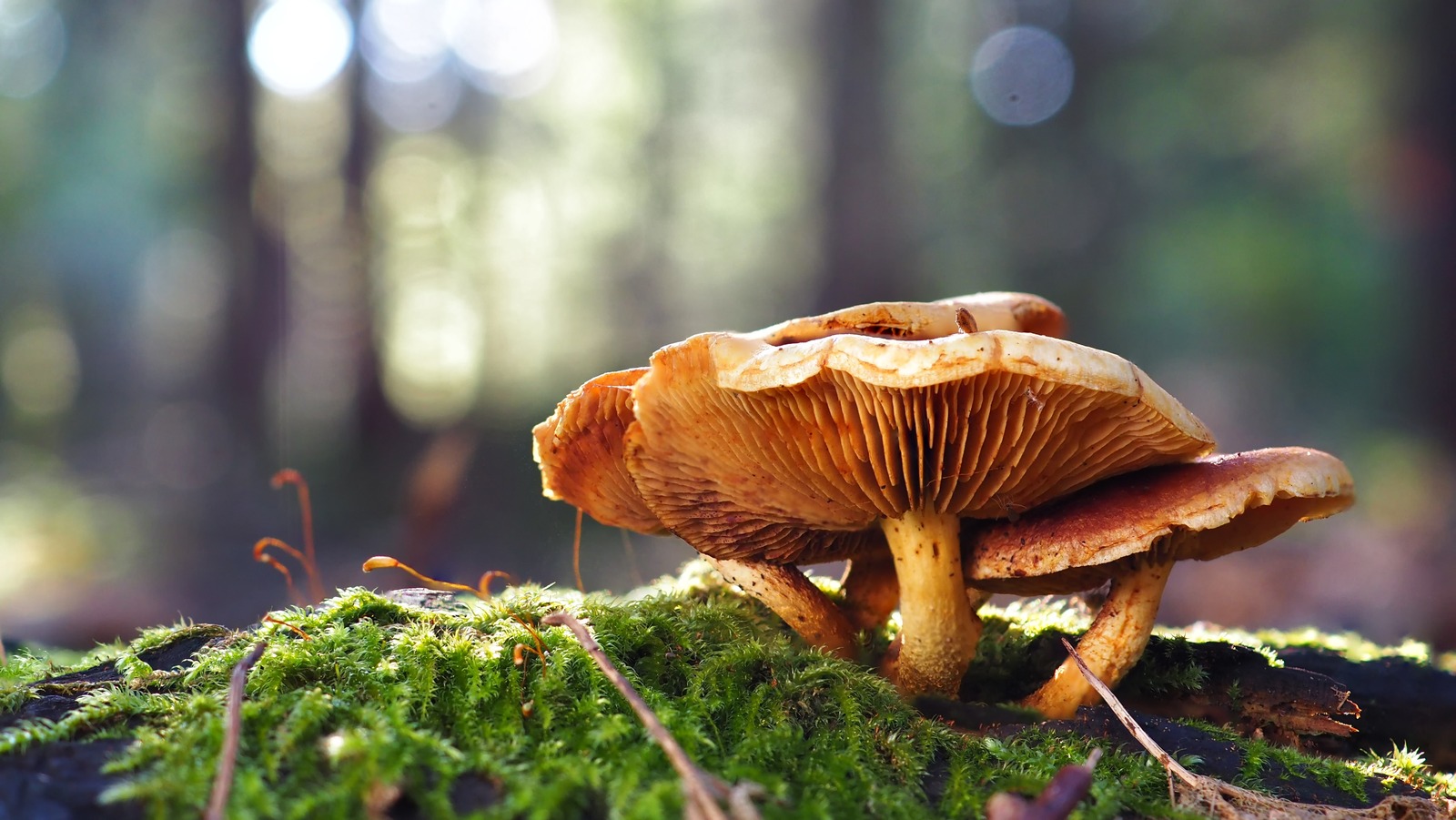 Why Mushrooms Are The Last Thing You Should Eat Off The Trail (Even In