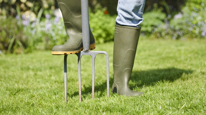Aerating lawn with pitchfork