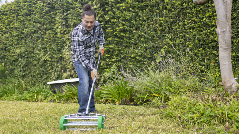 Aerating lawn with roller aerator