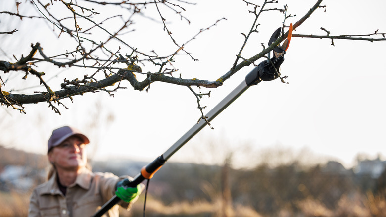 Woman pruning a tree with a pole saw