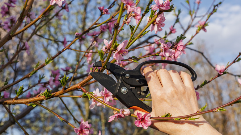 Pruning a fruit tree in spring