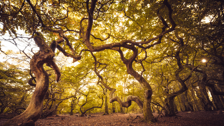 Forest of beech trees