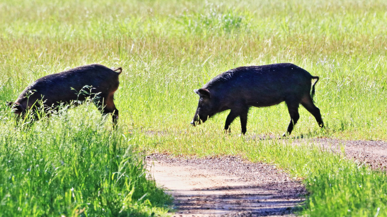 Two feral hogs in Texas