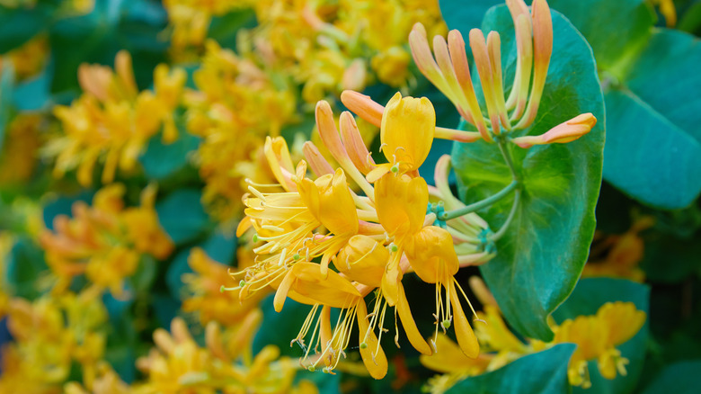 Japanese honeysuckle with yellow flowers
