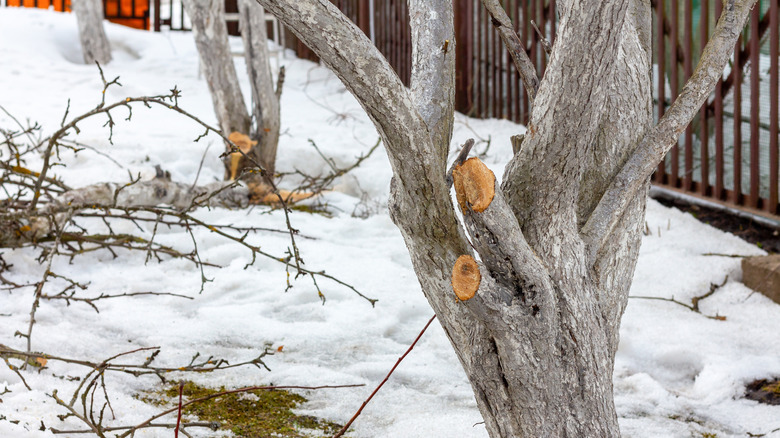 Apple trees being pruned in the winter