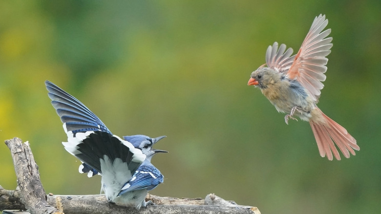 blue jay being territorial against smaller bird