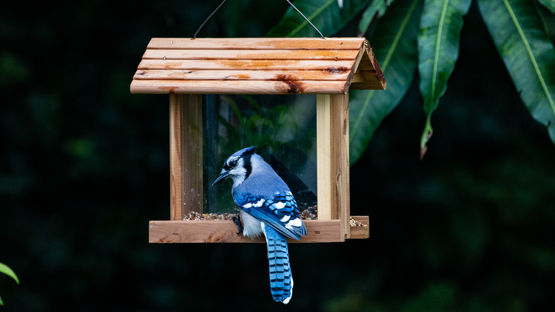 blue jay resting on bird feeder