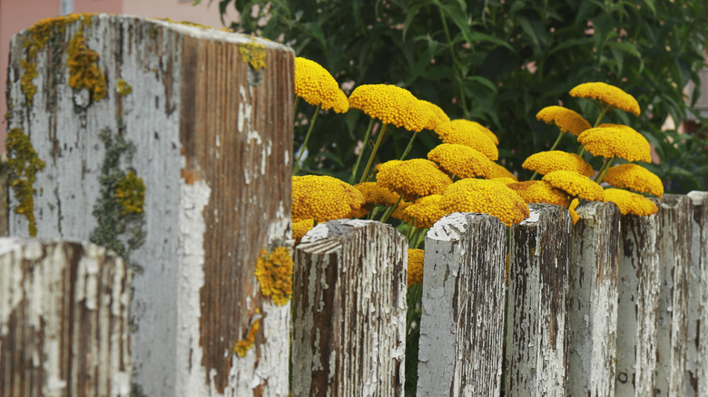 a painting and peeling picket fence