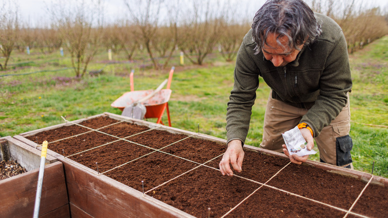 A man plants seeds from a packet into a raised garden bed filled with fresh dirt.
