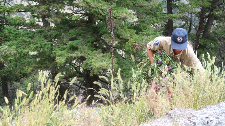 A government worker pulls invasive thistle from a natural area.