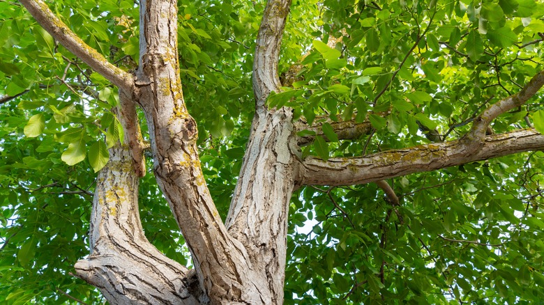 A walnut tree