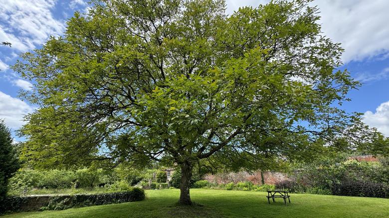 Walnut tree in a park