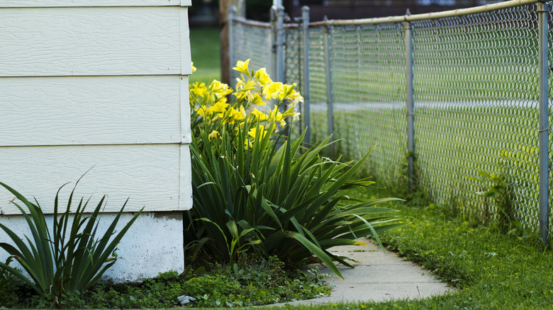 chain link fence in a yard