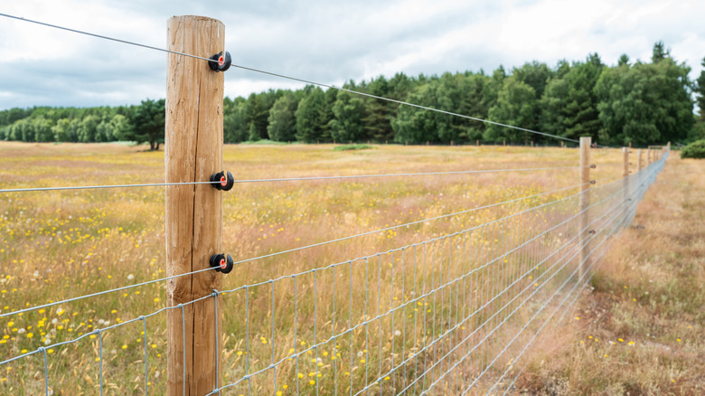 electric fence in a field by a forest