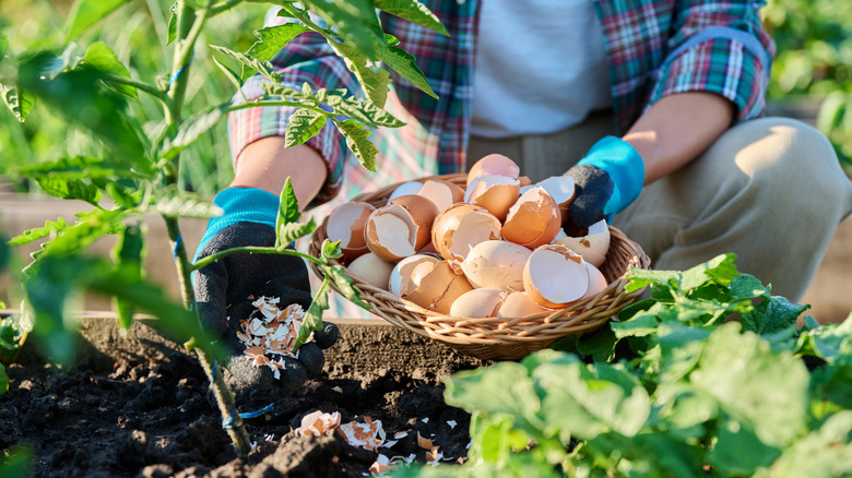 a gardener uses eggs to fertilize tomato plants