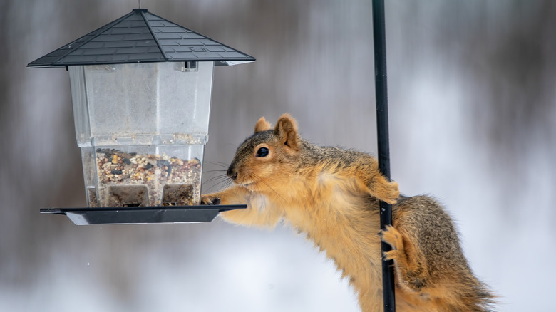 Squirrel tries to access bird feeder