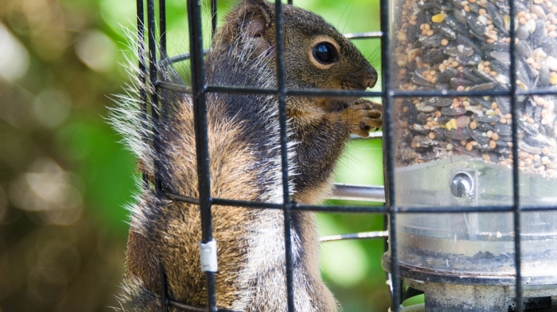 Squirrel finding its way into a squirrel-proof bird feeder