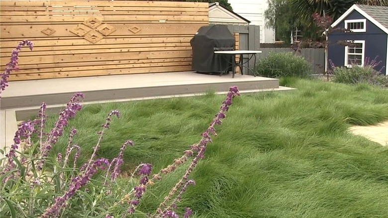 Backyard with fully established no-mow grass