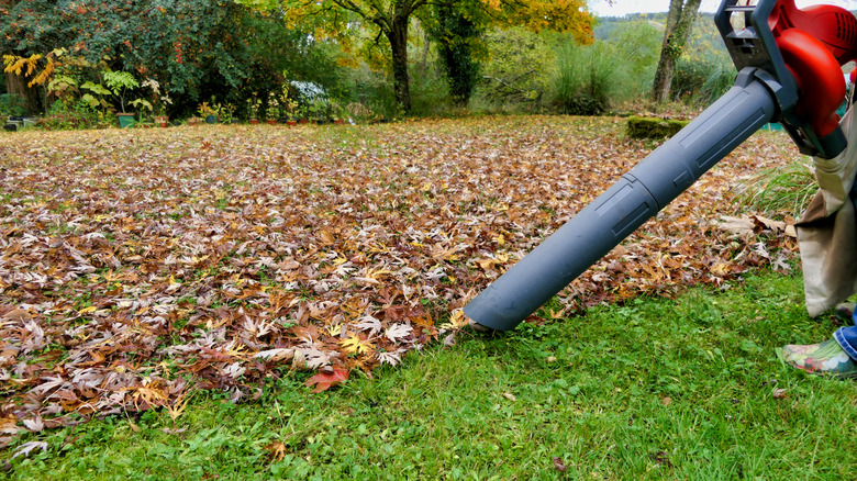Leaf vacuum vacuuming up leaves in the yard