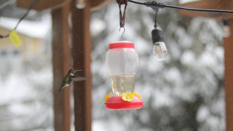 hummingbird visiting feeder on snowy day