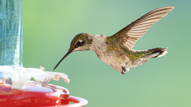 close up of hummingbird visiting feeder flower