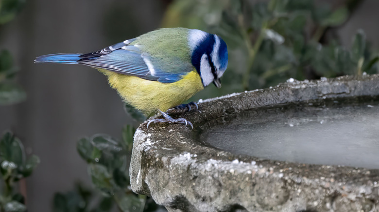 A bird on the edge of a frozen birdbath