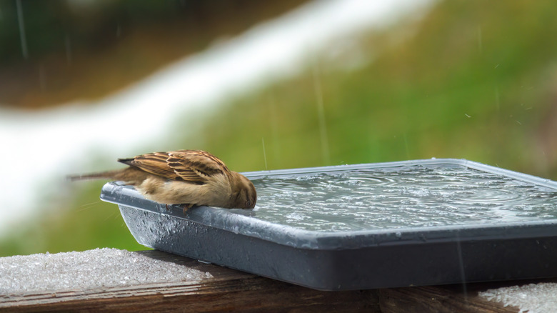 Bird drinking from a non-frozen birdbath in the snow