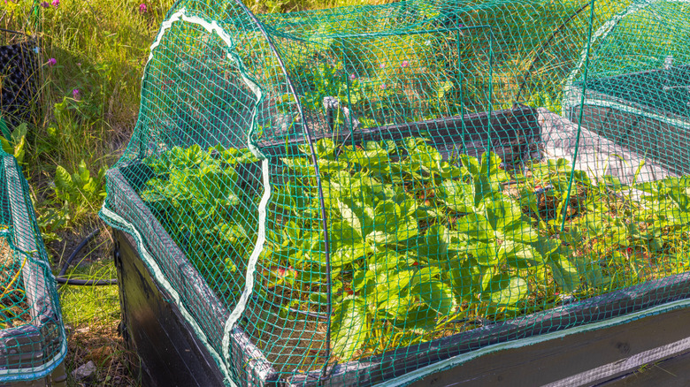 mesh garden netting strawberry bed