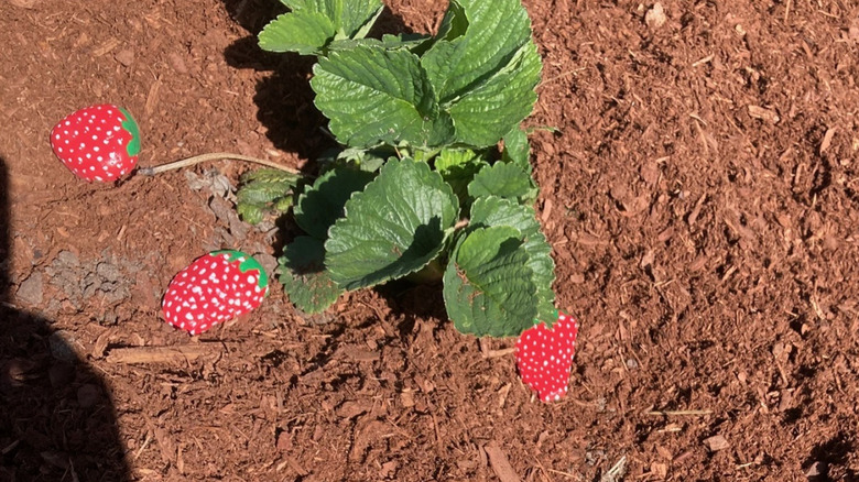 strawberry painted rock decoys