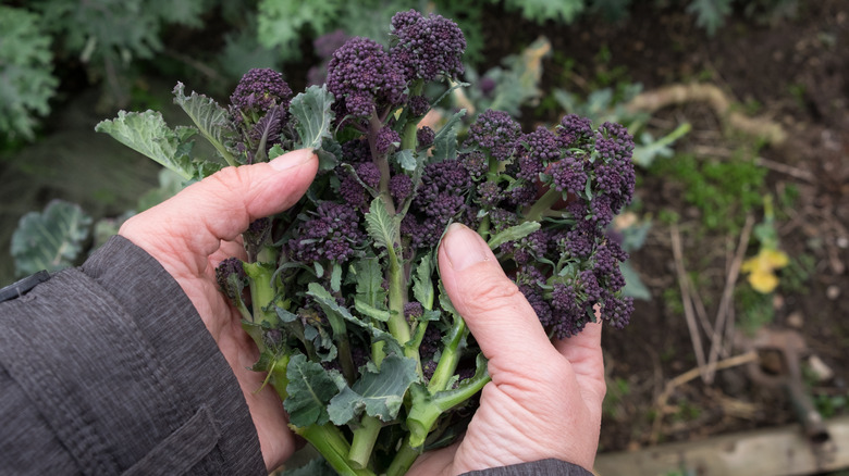 Hands holding harvested sprouting purple broccoli stems