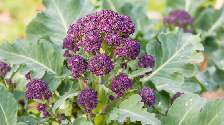 Purple sprouting broccoli