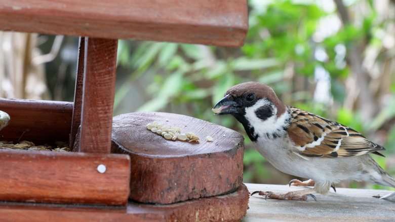 Bird eating rice at a bird feeder