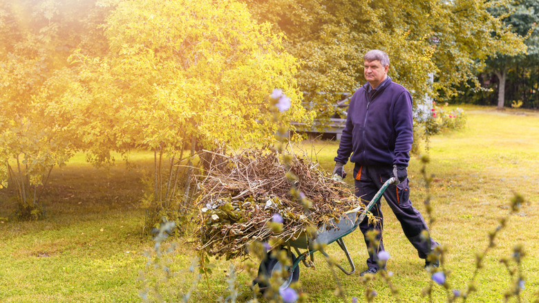 Man pushing a wheelbarrow with pruned branches in the fall