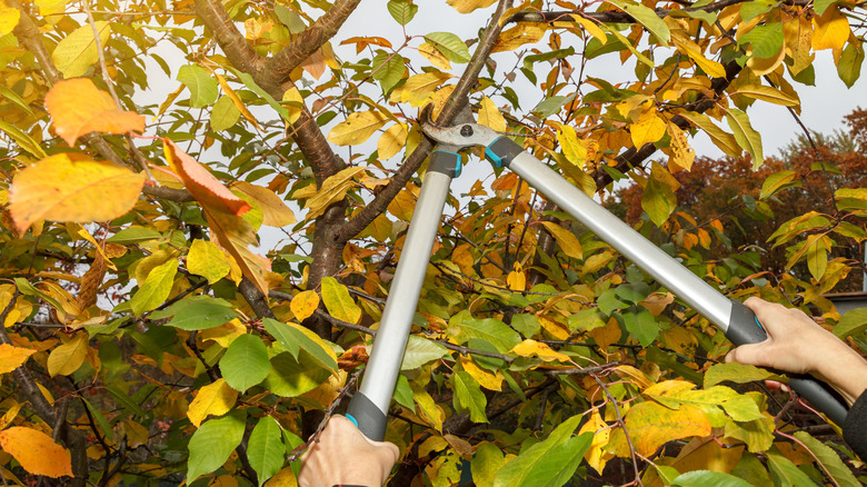 Pruning the branches of a tree in the fall
