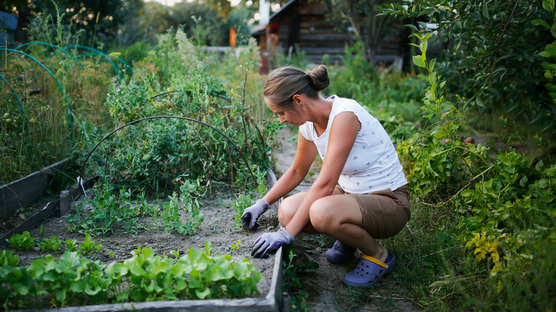 Woman pulling weeds from raised garden bed