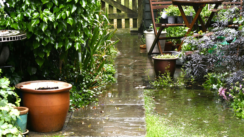 Garden getting wet during a rainshower