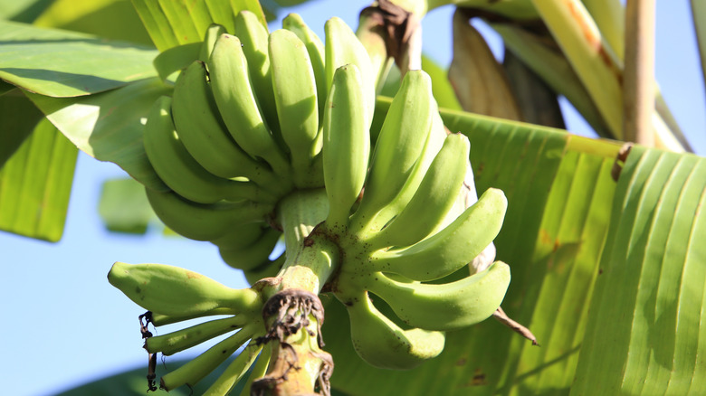 bunch of bananas hanging